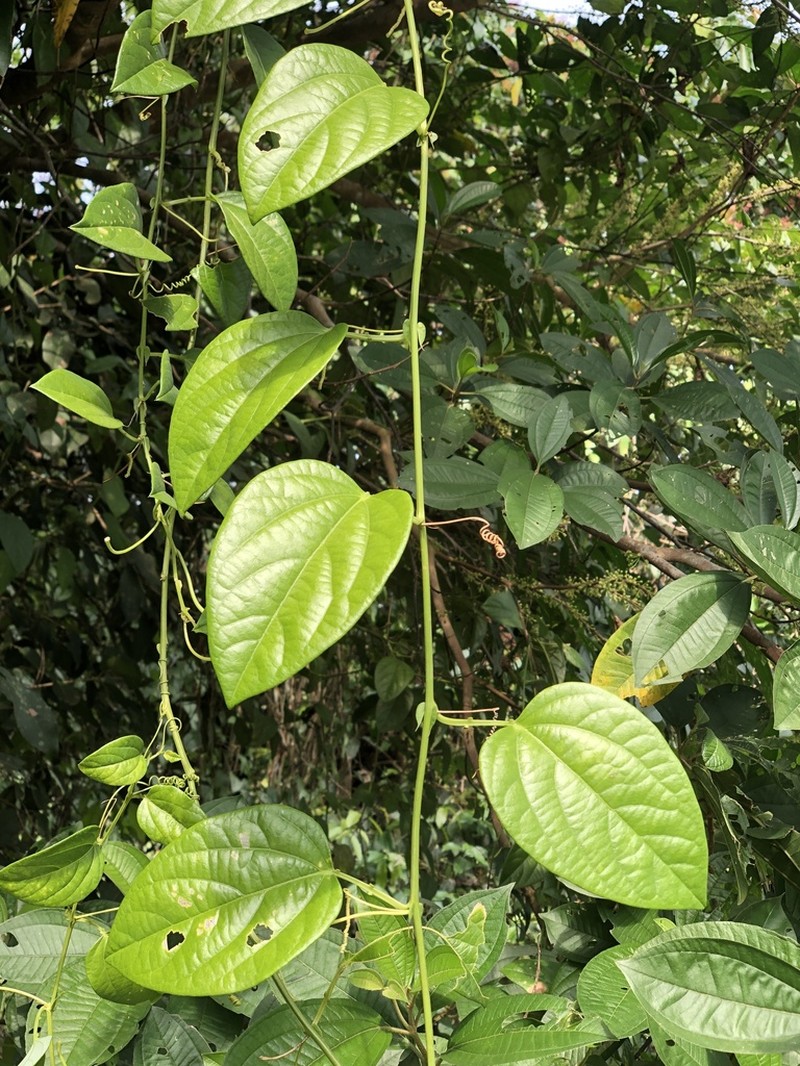 Passiflora kikiana photo 4