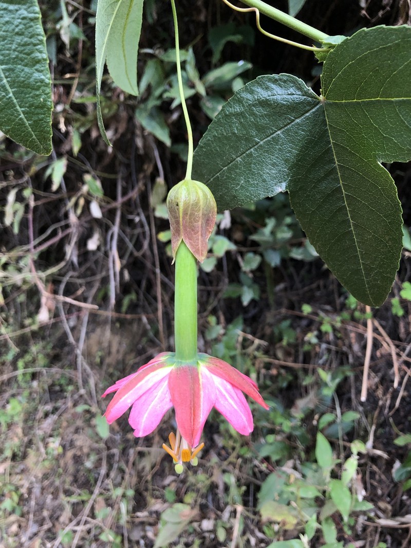 Passiflora kuethiana photo 3
