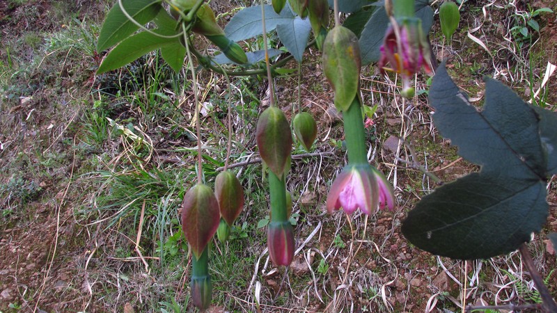 Passiflora kuethiana photo 4