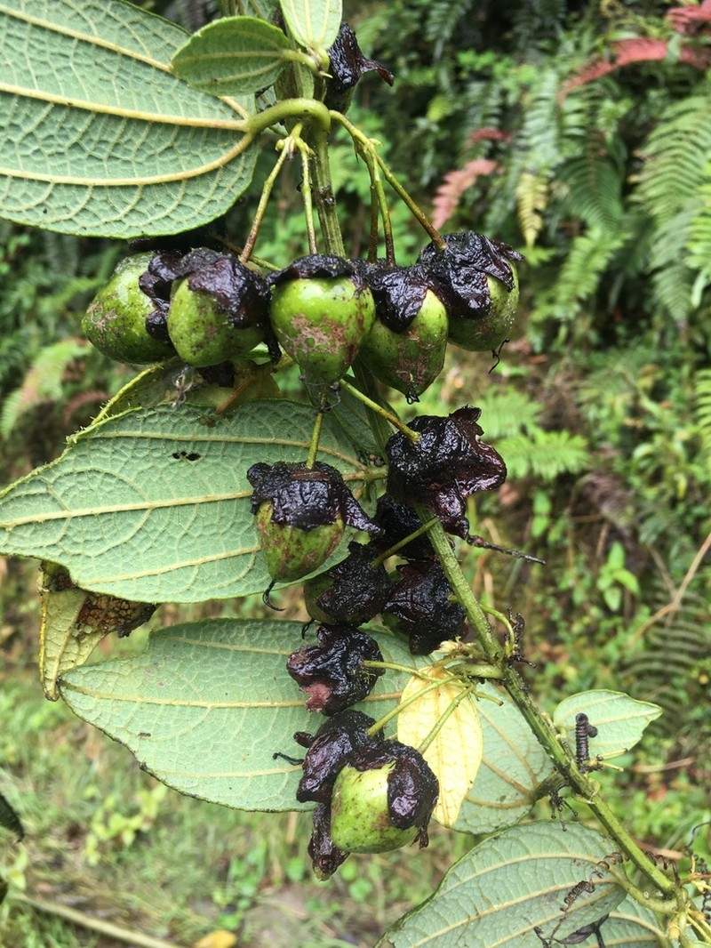 Passiflora kumandayi