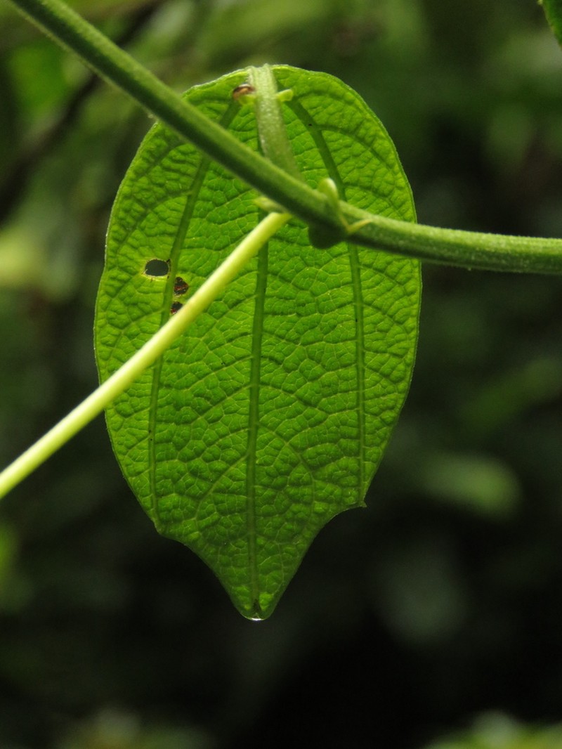 Passiflora kumandayi photo 2