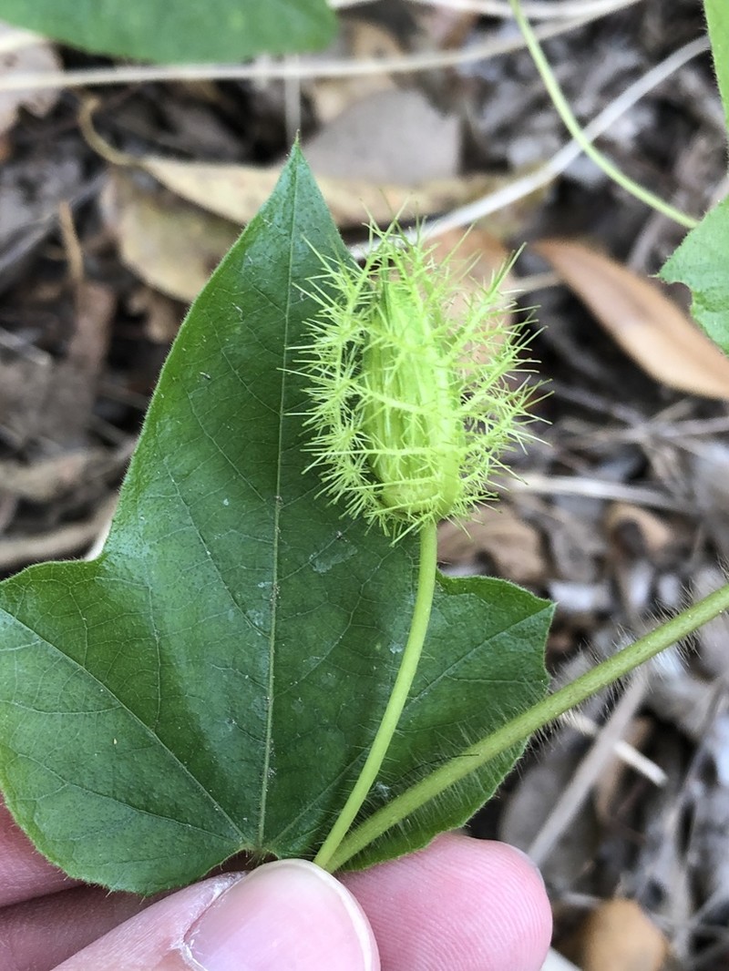 Passiflora lanuginosa