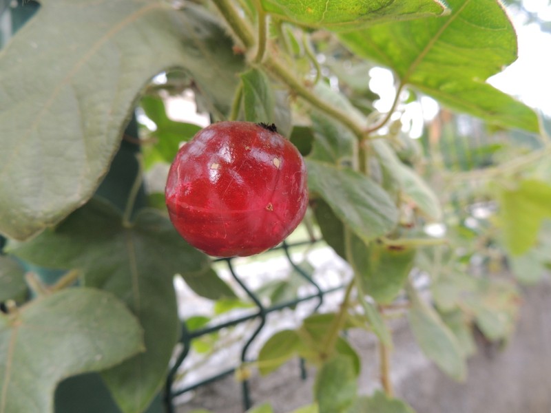 Passiflora lanuginosa photo 3