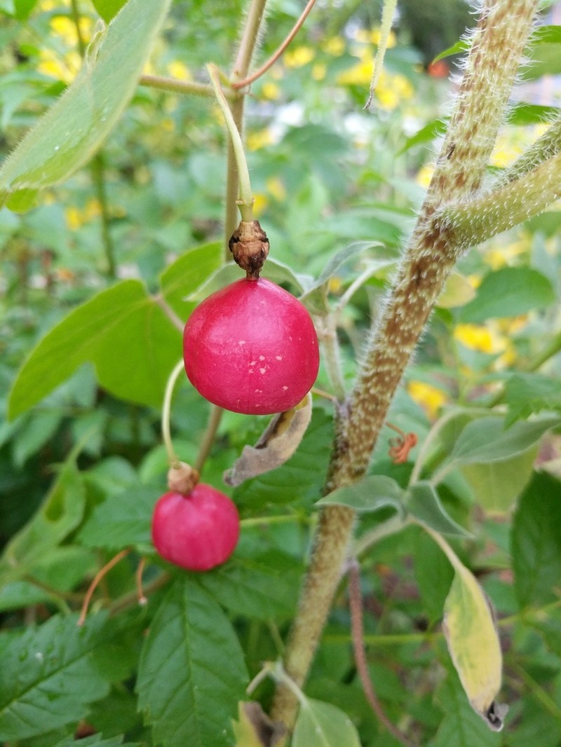 Passiflora lanuginosa photo 4