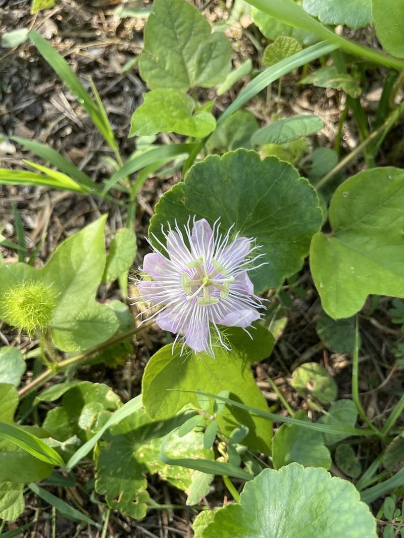 Passiflora lanuginosa photo 6