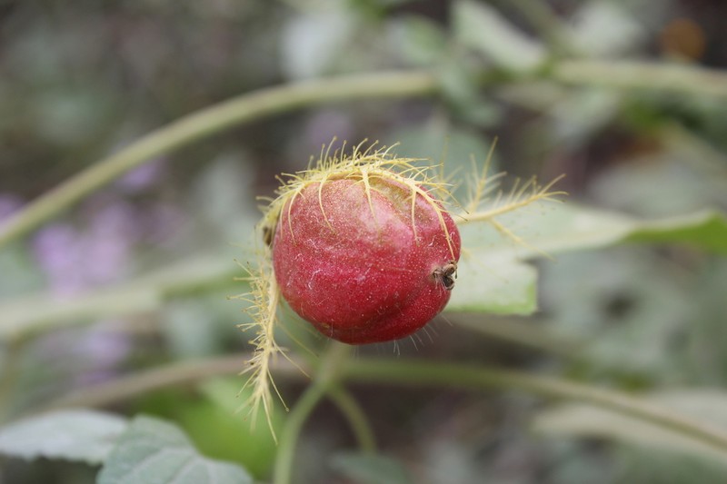 Passiflora lanuginosa photo 8