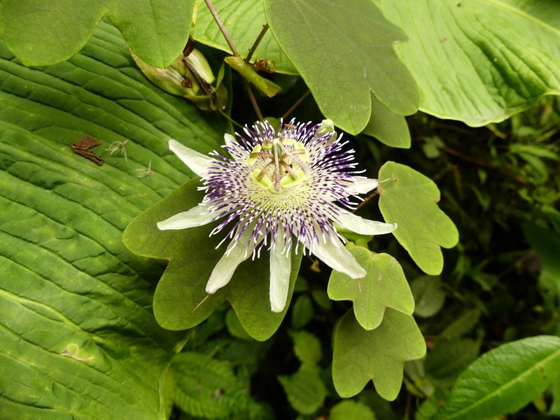 Passiflora lawessonii