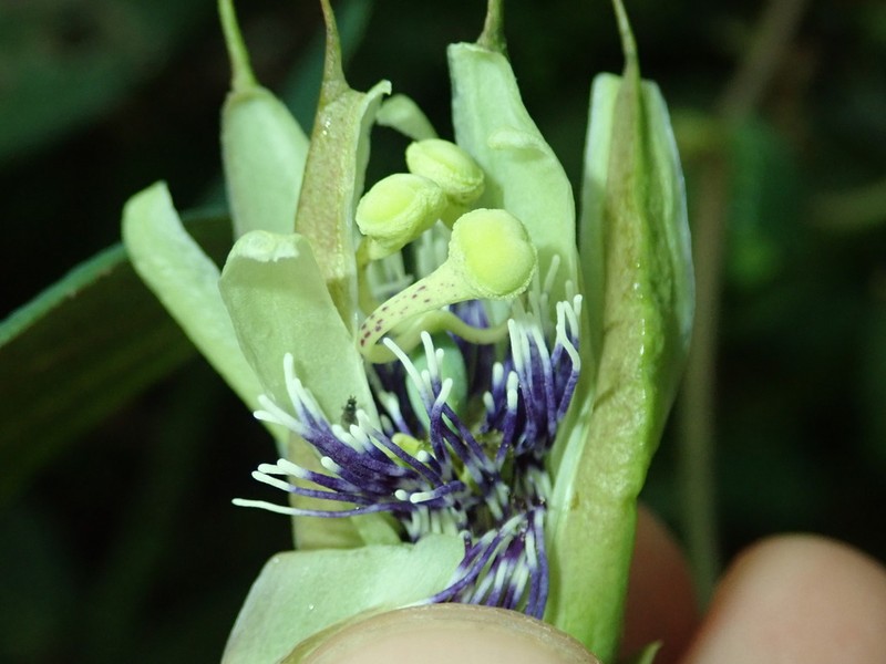 Passiflora lawessonii photo 2