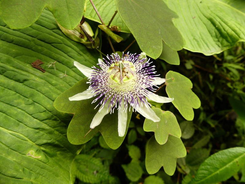 Passiflora lawessonii photo 4