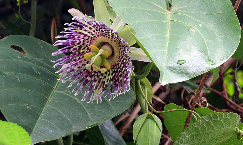 Sweet Granadilla