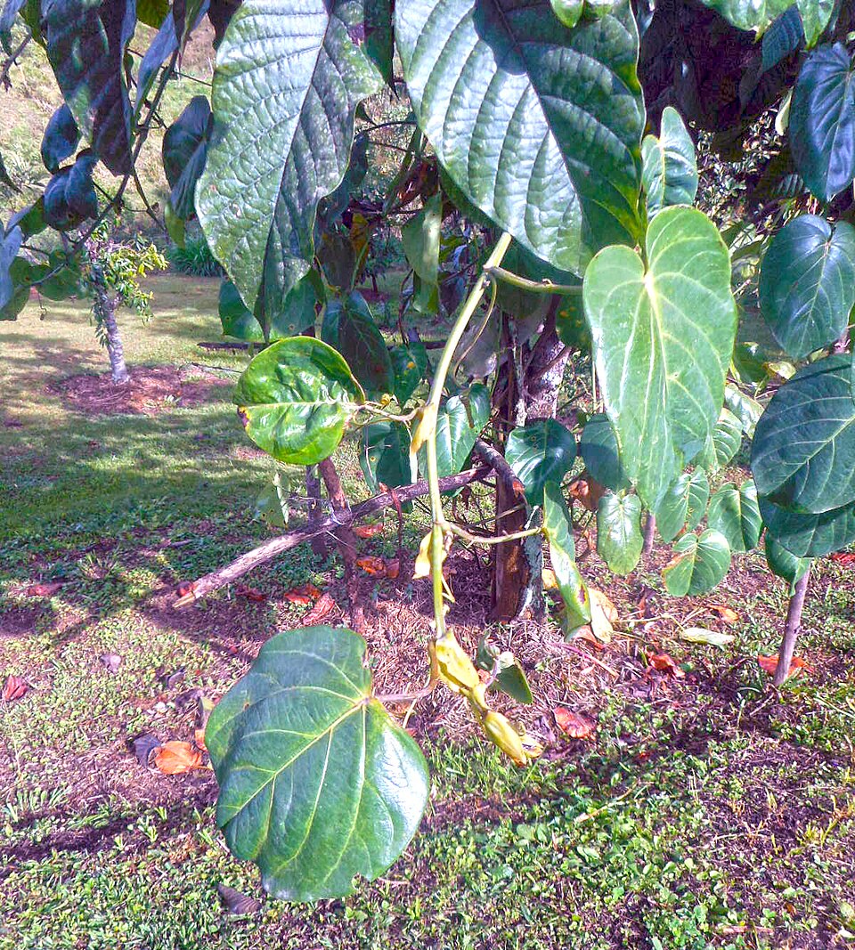 Sweet Granadilla photo 3