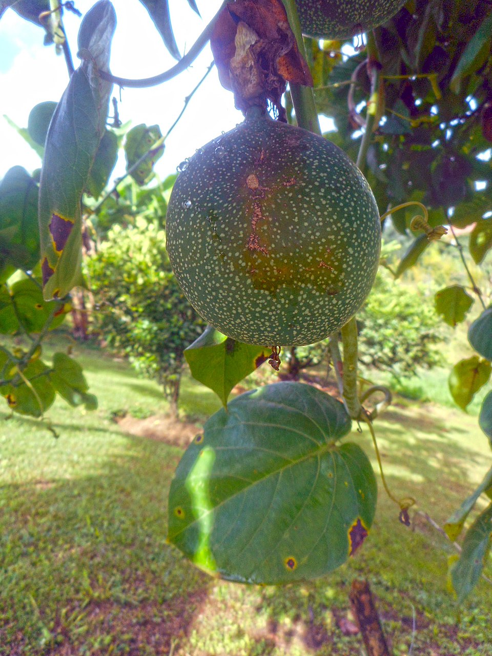 Sweet Granadilla photo 4