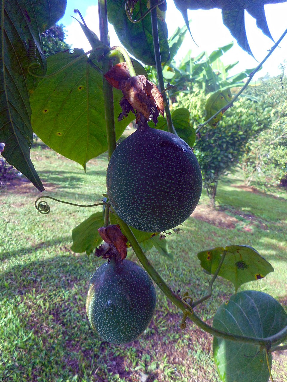 Sweet Granadilla photo 5