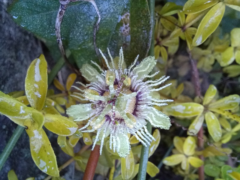 Passiflora lobbii subsp. limensis