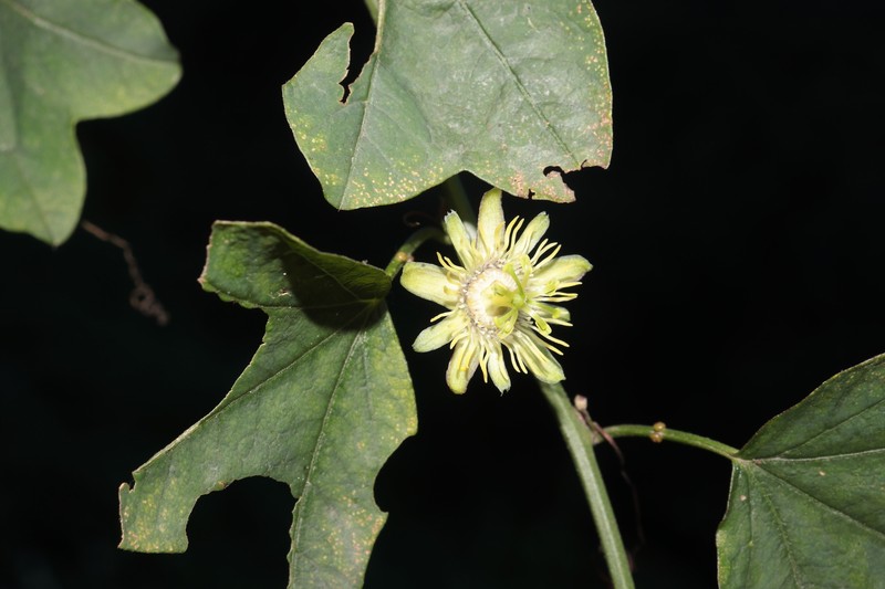 Passiflora lobbii subsp. limensis photo 2