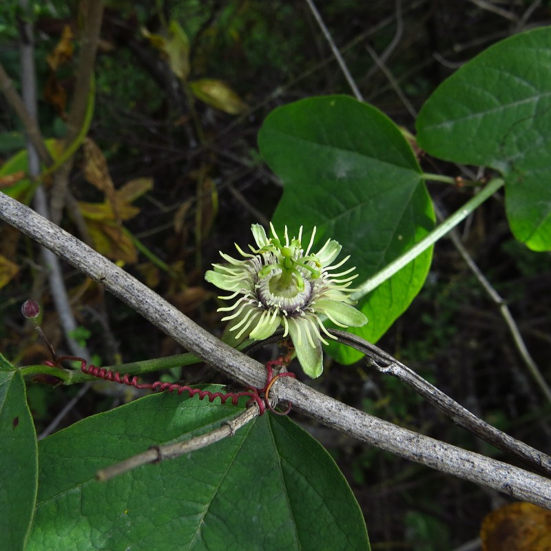 Passiflora lobbii subsp. limensis photo 3