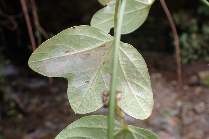 Passiflora lobbii subsp. lobbii