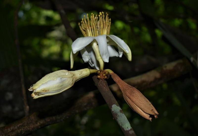 Passiflora lorenziana photo 2