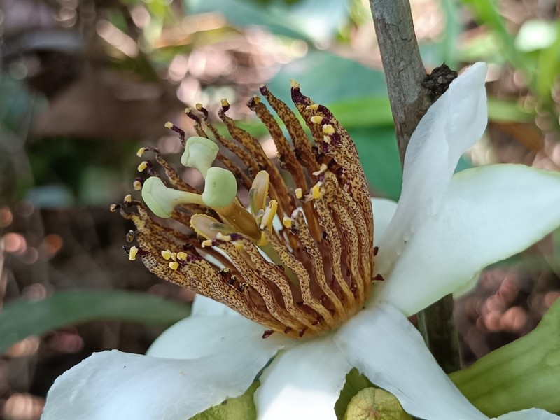 Passiflora lorenziana photo 3