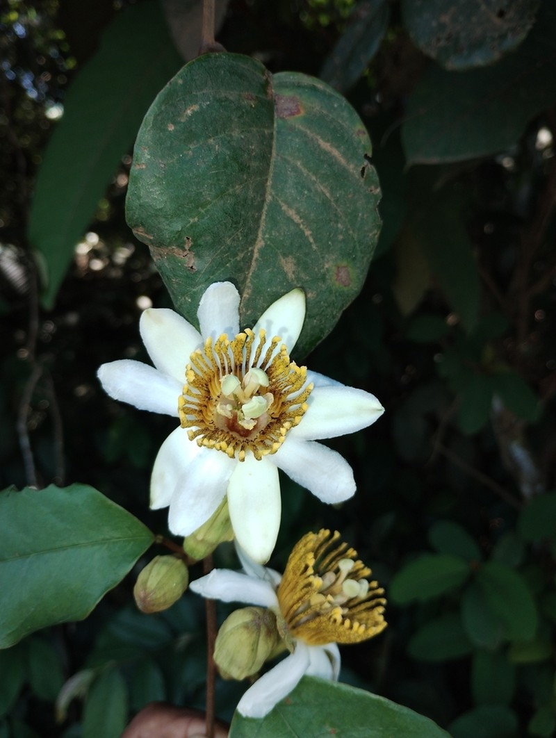 Passiflora lorenziana photo 4