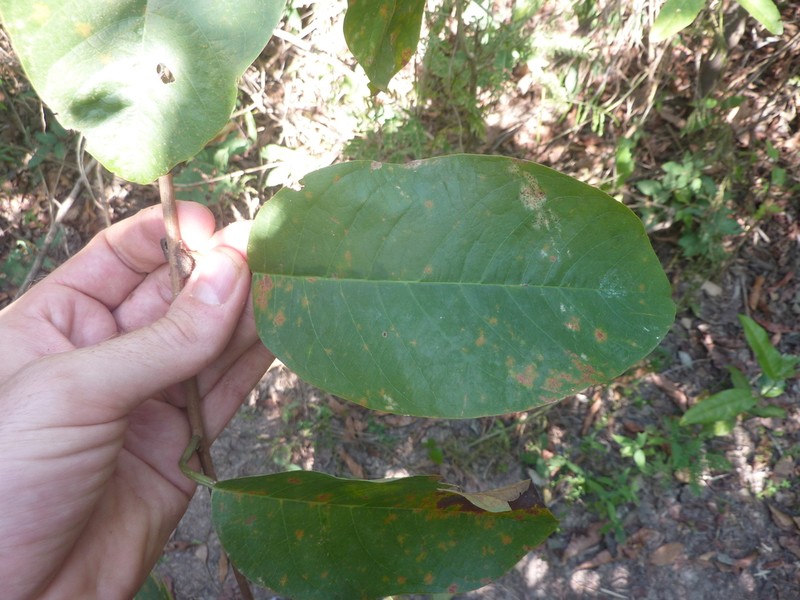 Passiflora lorenziana photo 5