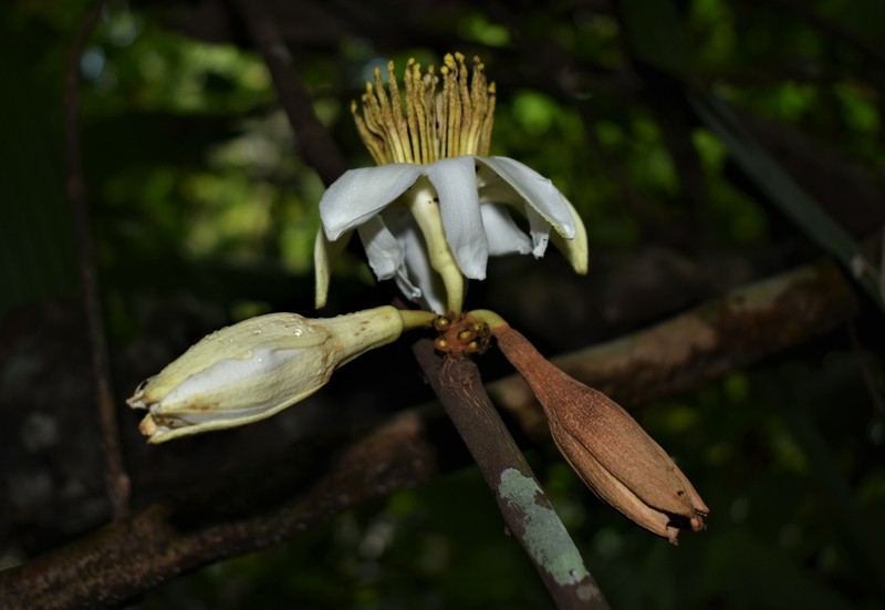 Passiflora lorenziana photo 6