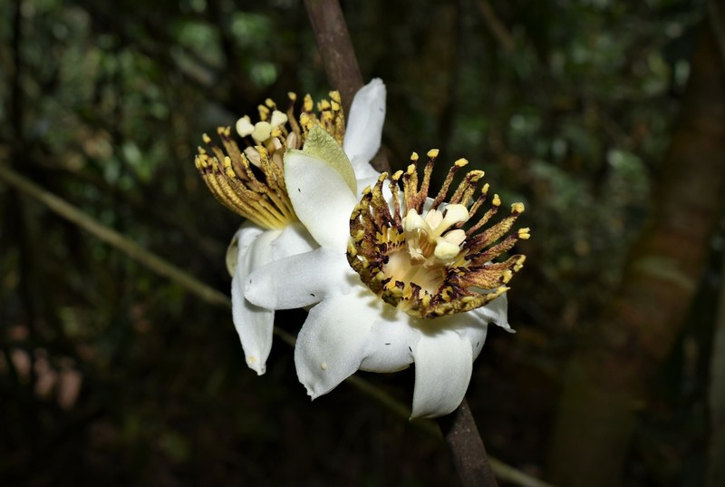 Passiflora lorenziana photo 7