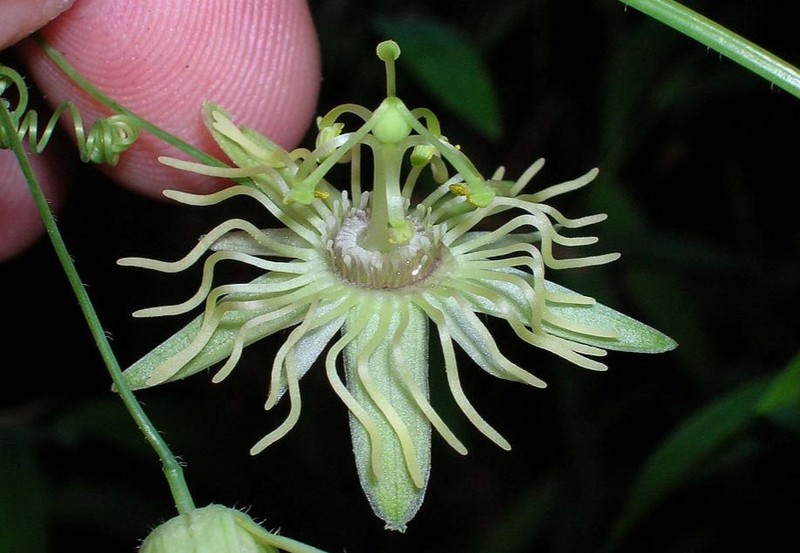 Yellow Passionflower