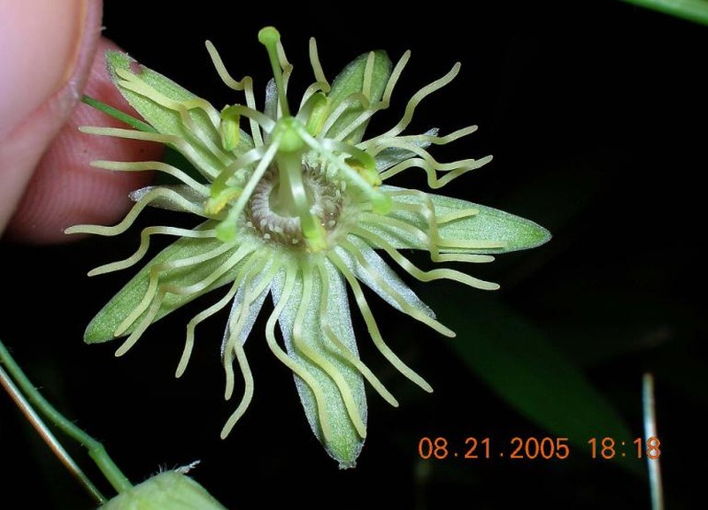 Yellow Passionflower photo 3