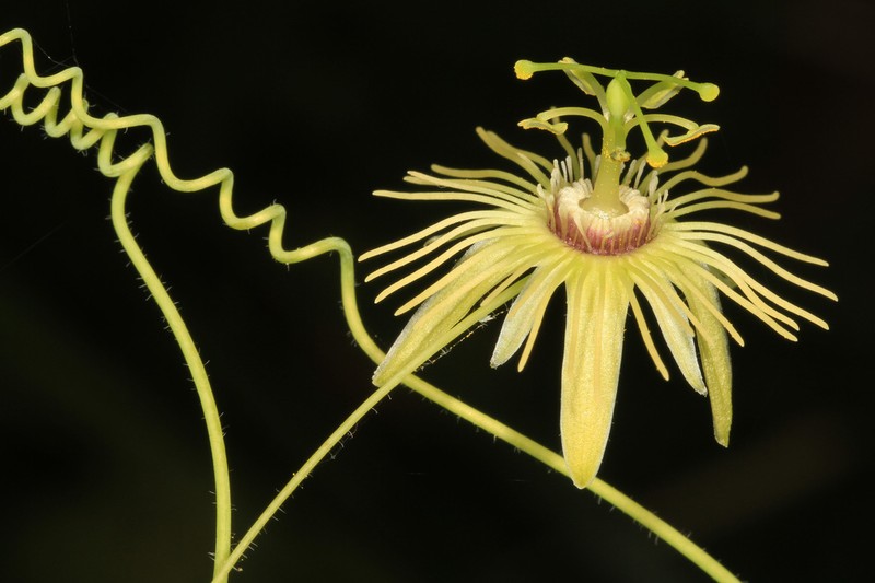 Yellow Passionflower photo 4