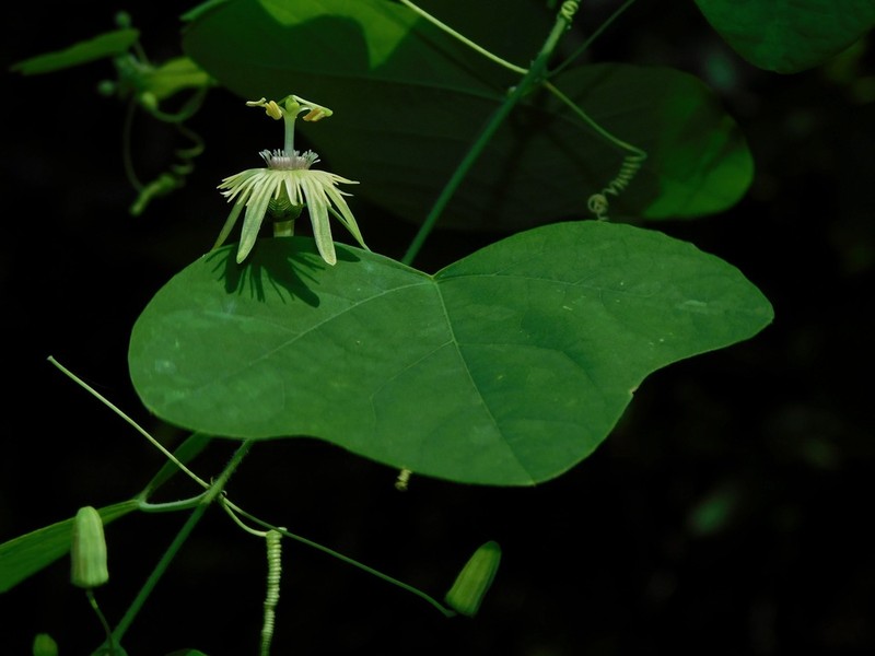 Yellow Passionflower photo 5