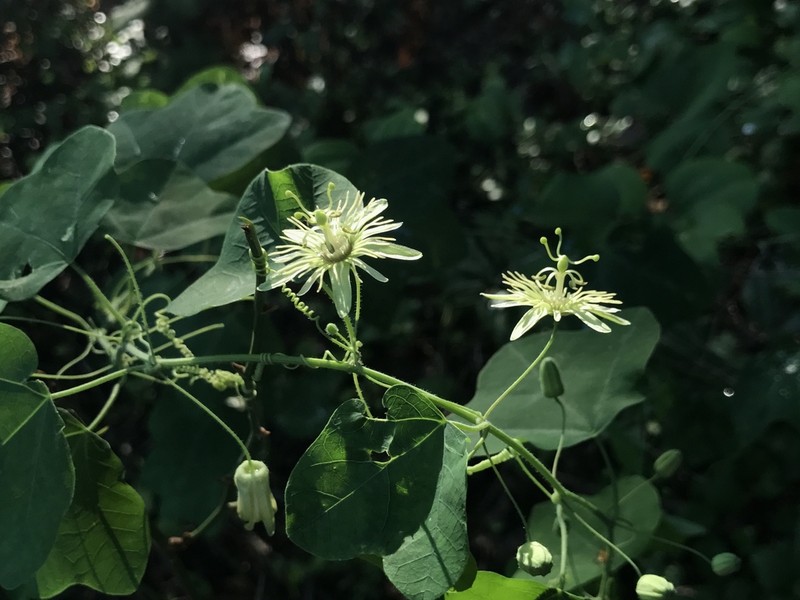 Yellow Passionflower photo 7