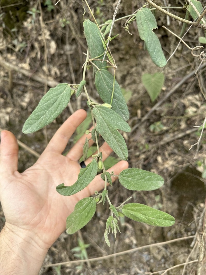 Passiflora madidiana photo 2