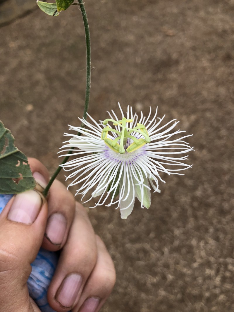 Passiflora madidiana photo 3