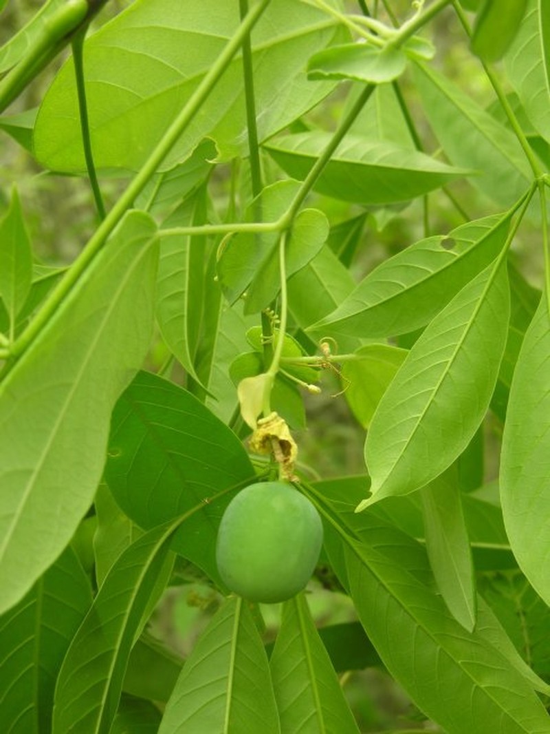 Passiflora madidiana photo 6