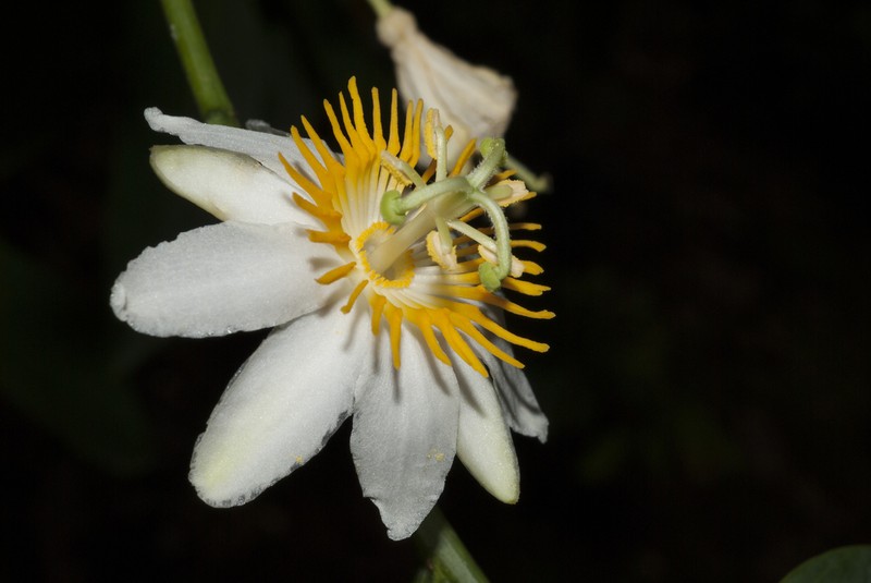 Passiflora magnoliifolia