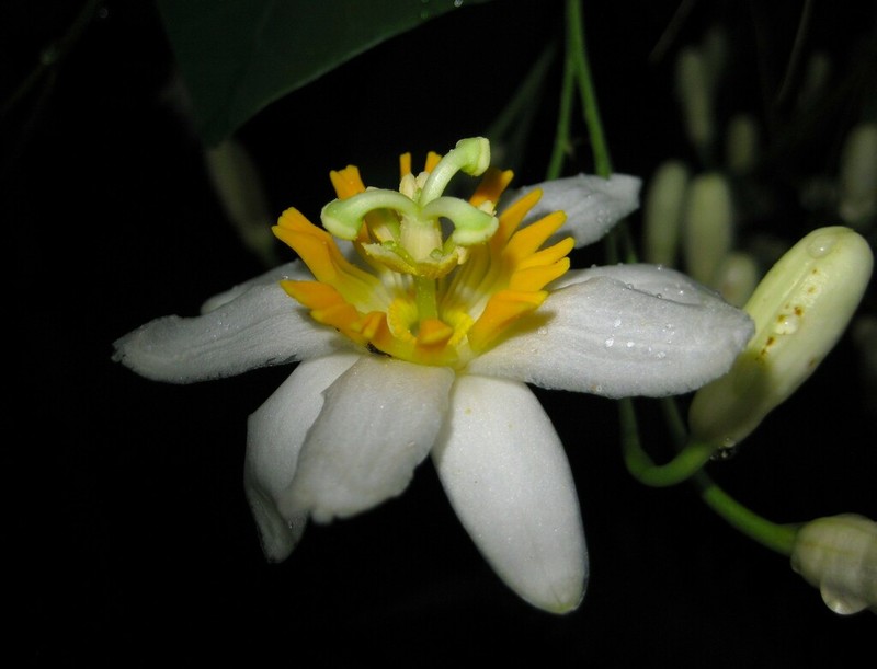 Passiflora magnoliifolia photo 2