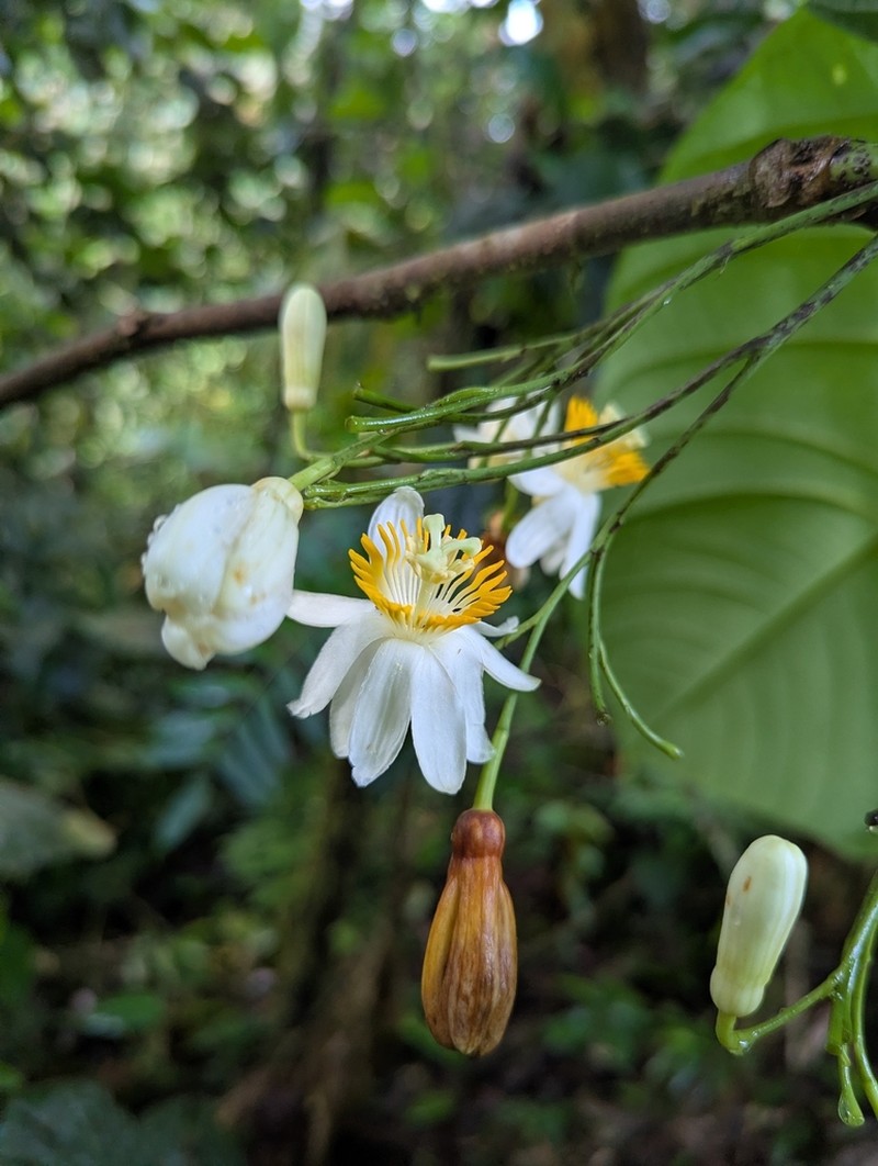 Passiflora magnoliifolia photo 3