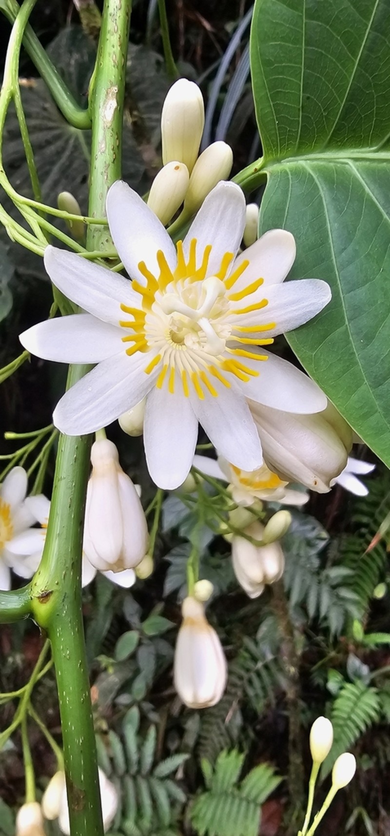 Passiflora magnoliifolia photo 4