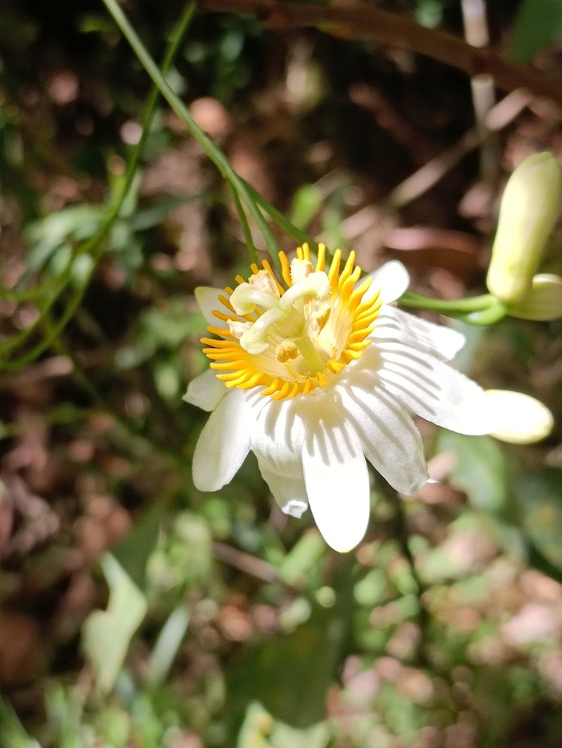 Passiflora magnoliifolia photo 5