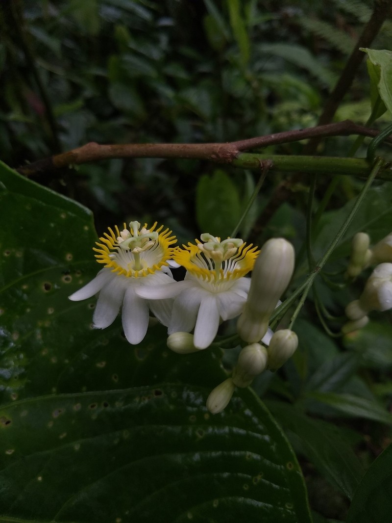 Passiflora magnoliifolia photo 6