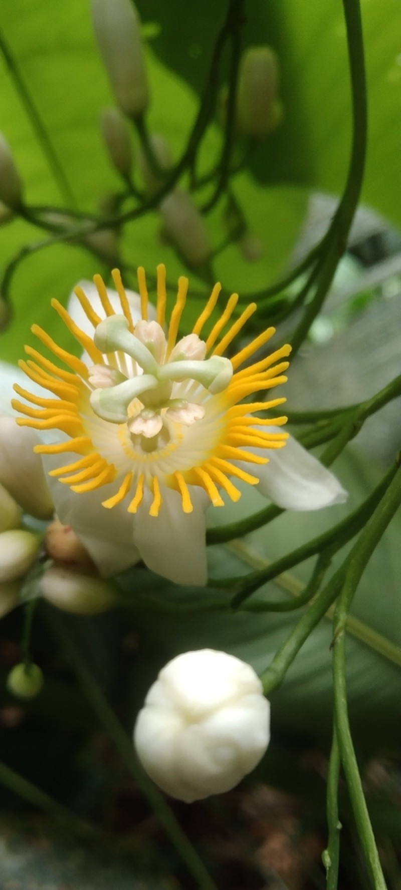 Passiflora magnoliifolia photo 7