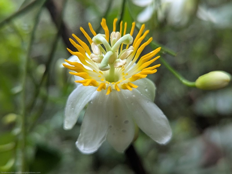 Passiflora magnoliifolia photo 8