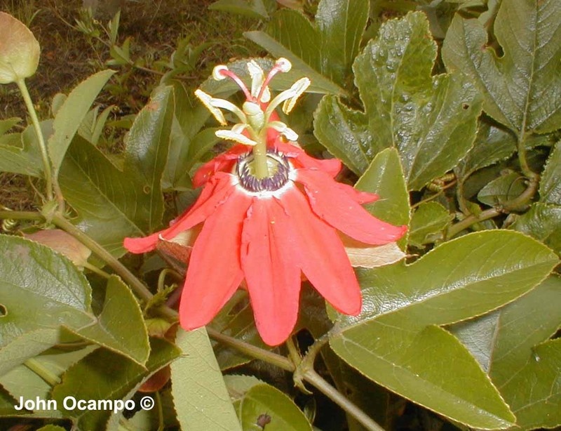 Red Passionflower