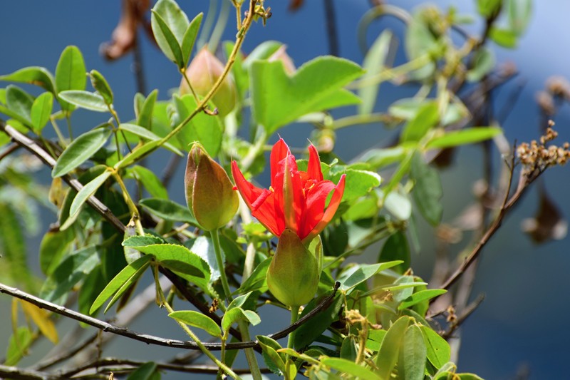 Red Passionflower photo 5