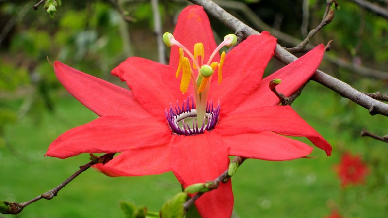 Red Passionflower photo 2