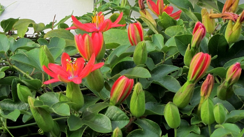 Red Passionflower photo 3