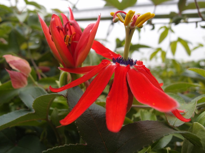 Red Passionflower photo 4