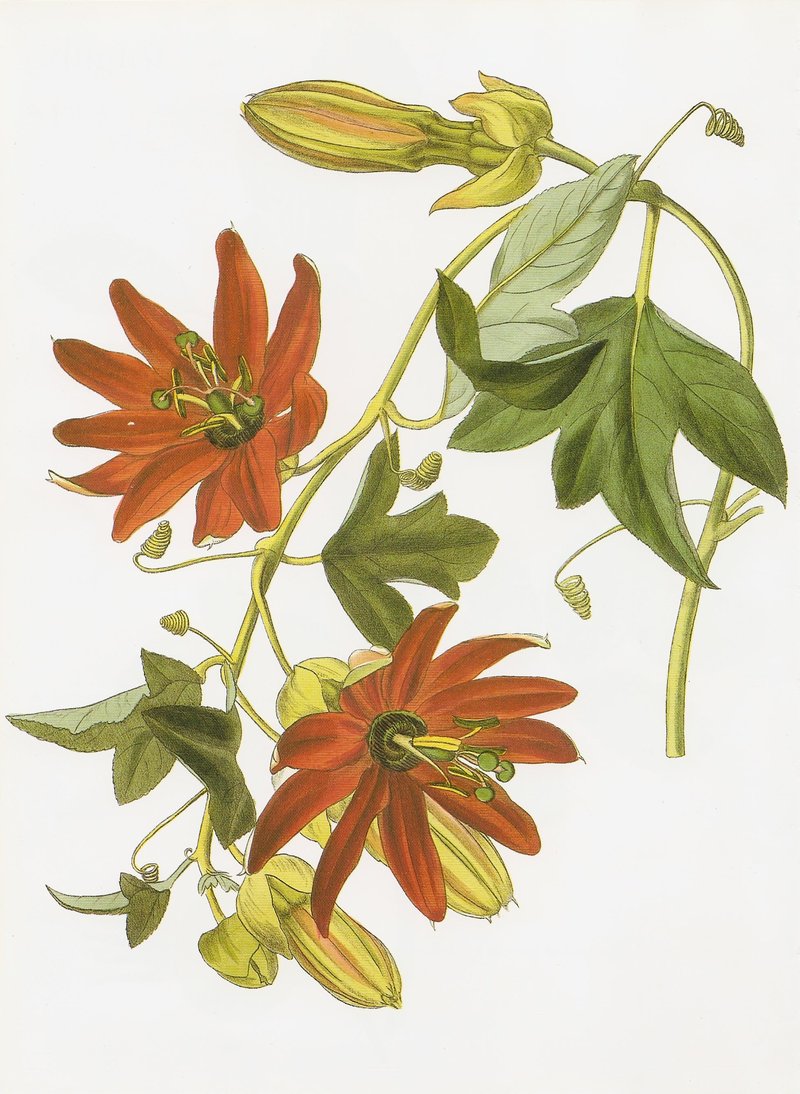 Red Passionflower photo 7