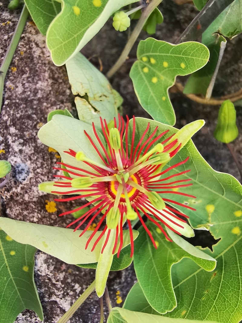 Mexican Passionflower